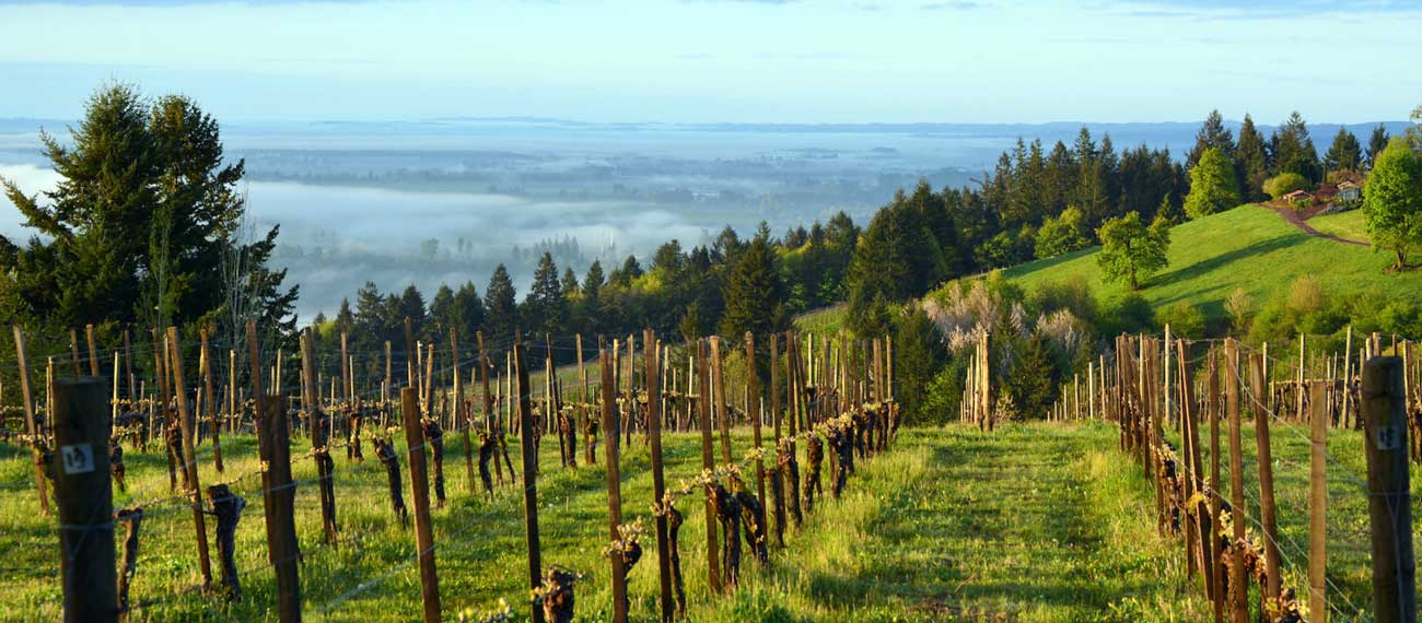 The Eyrie Vineyards in the Dundee Hills