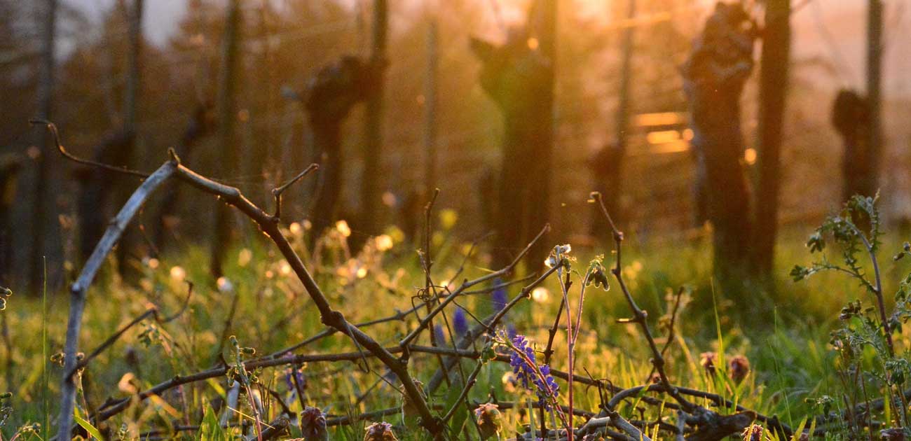 All estate vineyards at The Eyrie Vineyards are farmed organically