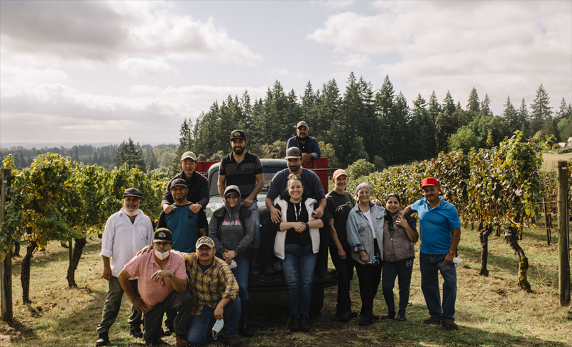 Bringing in the grapes at The Eyrie Vineyards in the Dundee Hills Oregon